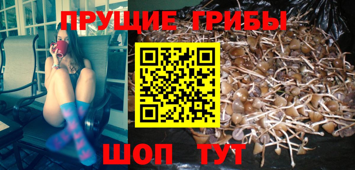 Уссурийск  Псилоцибиновые грибы Psilocybe  Вход с VPN 