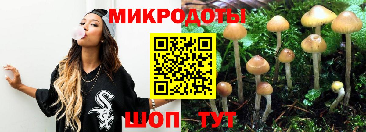 Галлюциногенные грибы Psilocybe Уссурийск
